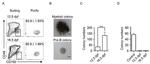 CD48 Antibody in Flow Cytometry (Flow)