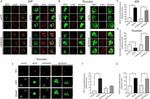 Thrombospondin 1 Antibody in Immunocytochemistry (ICC/IF)