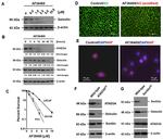 Sortilin Antibody in Western Blot (WB)