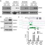 H3K4me3 Antibody in ChIP Assay (ChIP)