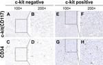 CD34 Antibody in Immunohistochemistry (IHC)