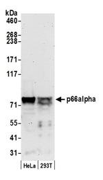 p66alpha Antibody in Western Blot (WB)