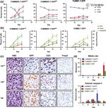 FOXP3 Antibody in Immunohistochemistry (IHC)