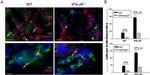 CD4 Antibody in Immunohistochemistry (IHC)