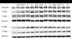 Occludin Antibody in Western Blot (WB)