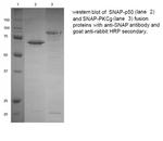 SNAP Tag Antibody in Western Blot (WB)