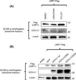 PGP9.5 Antibody in Western Blot (WB)