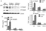 CD61 (Integrin beta 3) Antibody in Western Blot (WB)