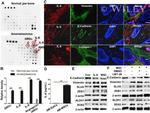 IL-6 Antibody in Immunocytochemistry (ICC/IF)