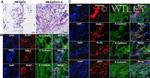 IL-6 Antibody in Immunocytochemistry (ICC/IF)