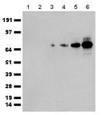 tdTomato Antibody in Western Blot (WB)