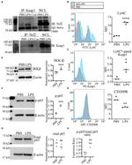 Nrf2 Antibody in Western Blot, Immunoprecipitation (WB, IP)