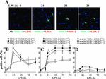 MHC Class II (I-A/I-E) Antibody in Immunohistochemistry (Frozen) (IHC (F))