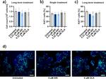 Ki-67 Antibody in Immunocytochemistry (ICC/IF)