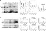 FOXP3 Antibody in Western Blot (WB)