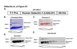 6x-His Tag Antibody in Western Blot (WB)