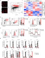 EGR2 Antibody in Flow Cytometry (Flow)