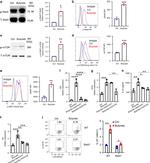 Phospho-mTOR (Ser2448) Antibody in Flow Cytometry (Flow)