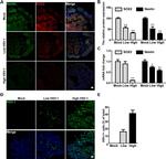 Nestin Antibody in Immunohistochemistry (IHC)