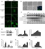 CCL5 (RANTES) Antibody in ELISA (ELISA)