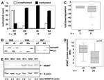 MGMT Antibody in Immunohistochemistry (IHC)