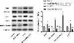 Histone H3 Antibody in Western Blot (WB)