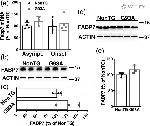 FABP7 Antibody in Western Blot (WB)