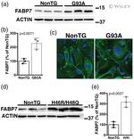 FABP7 Antibody in Western Blot (WB)