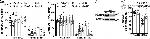 FABP7 Antibody in Western Blot (WB)