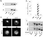 Furin Antibody in Western Blot, Immunoprecipitation (WB, IP)