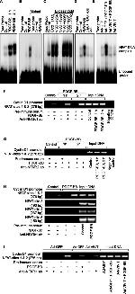 NFATC1 Antibody in ChIP Assay (ChIP)