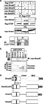 SMAD3 Antibody in Western Blot, Immunoprecipitation (WB, IP)