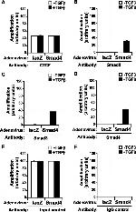 SMAD3 Antibody in ChIP Assay (ChIP)