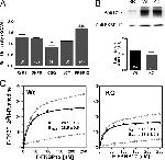 Calsequestrin Antibody in Western Blot (WB)