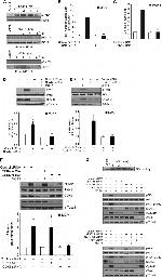 NFATC1 Antibody in Western Blot (WB)