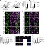 PDI Antibody in Immunocytochemistry (ICC/IF)