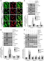 NFATC1 Antibody in Western Blot, Immunocytochemistry (WB, ICC/IF)