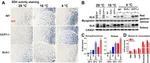 Calsequestrin Antibody in Western Blot (WB)