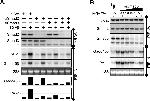 SMAD3 Antibody in Western Blot (WB)