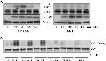 SMAD3 Antibody in Western Blot (WB)