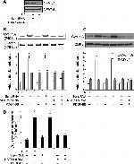 NFATC1 Antibody in Western Blot (WB)