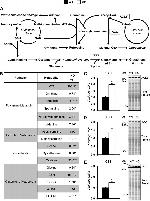 ATP Citrate Lyase Antibody in Western Blot (WB)