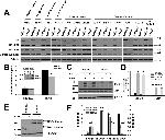 NDUFB8 Antibody in Western Blot (WB)