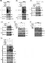 DYKDDDDK Tag Antibody in Western Blot (WB)