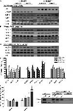 PPAR alpha Antibody in Western Blot, Immunoprecipitation (WB, IP)