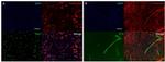 PAX7 Antibody in Immunocytochemistry, Immunohistochemistry (ICC/IF, IHC)