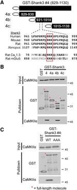 CaMKII alpha Antibody in Western Blot (WB)