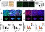 Villin Antibody in Immunocytochemistry (ICC/IF)