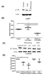 beta Actin Antibody in Western Blot (WB)