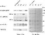 Calsequestrin Antibody in Western Blot (WB)